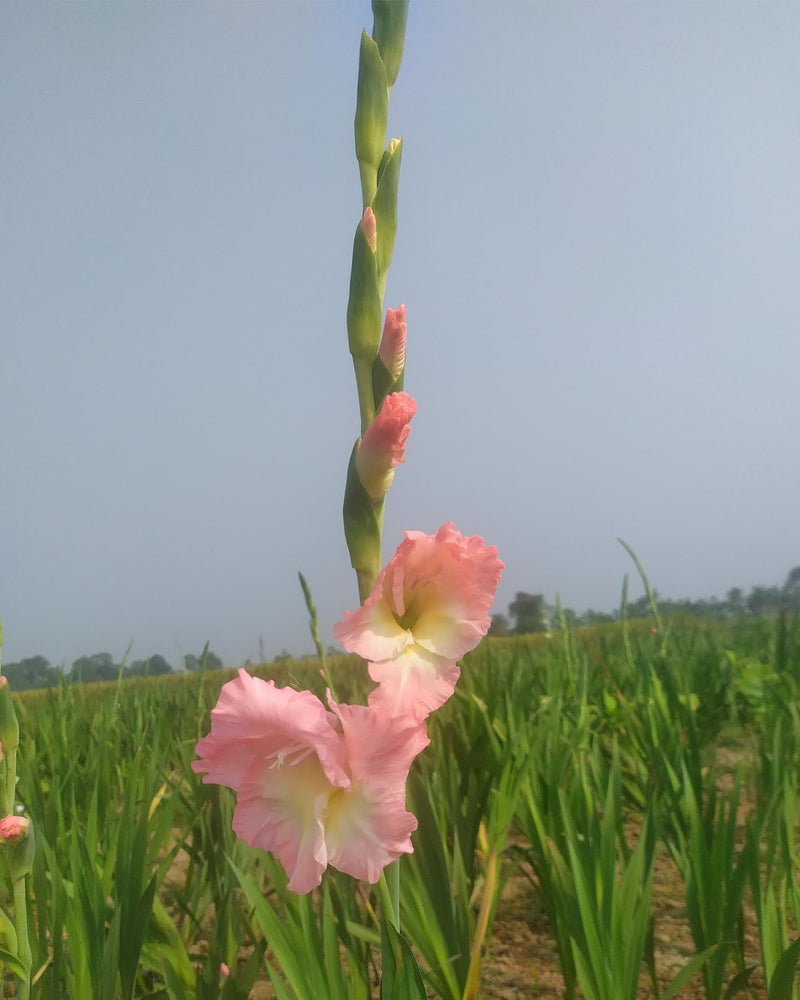 Plantogallery Gladiolus Fancy Top Size Flower Bulbs (Biocolor)