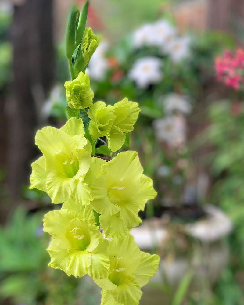 Plantogallery Gladiolus Green Star Top Size Flower Bulbs (Green)