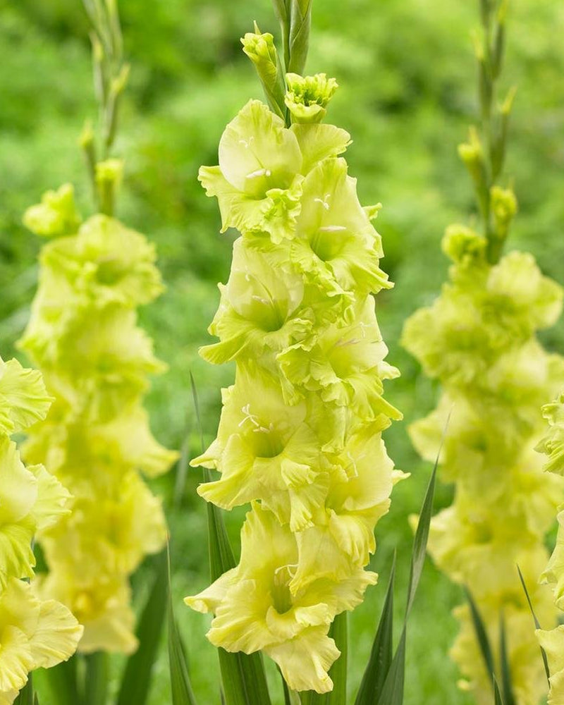 Plantogallery Gladiolus Green Star Top Size Flower Bulbs (Green)