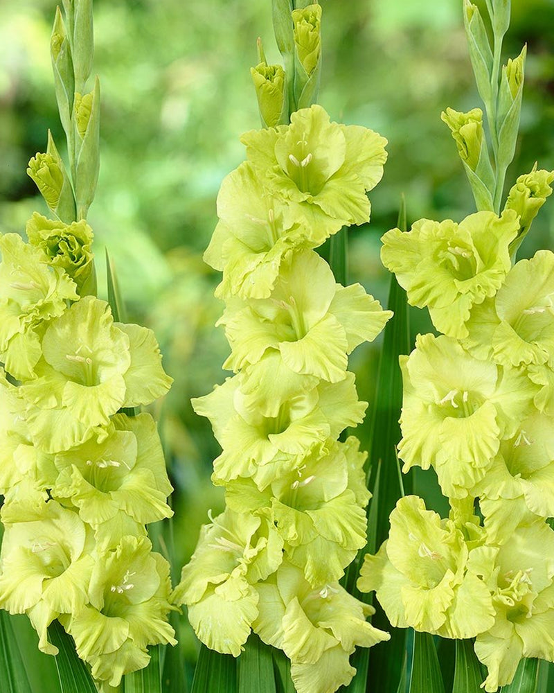 Plantogallery Gladiolus Green Star Top Size Flower Bulbs (Green)