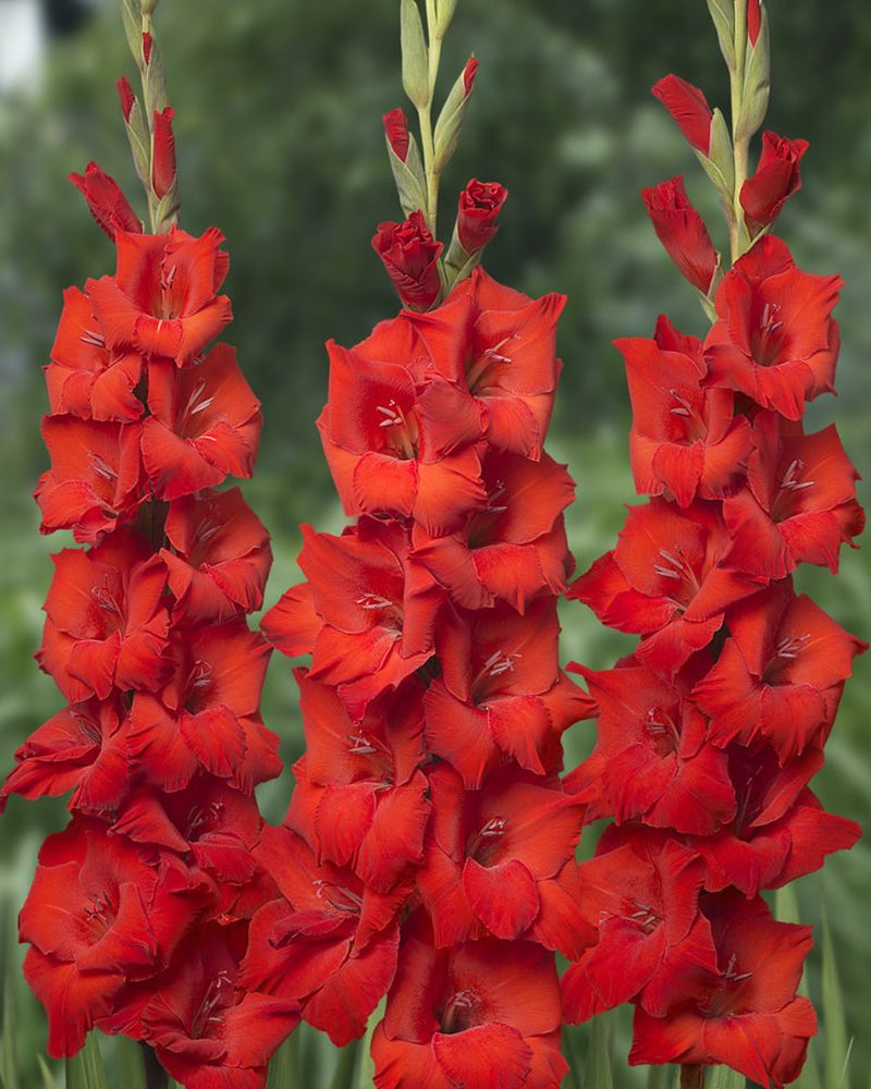 Plantogallery Gladiolus Kantiman Top Size Flower Bulbs (Dark Red)