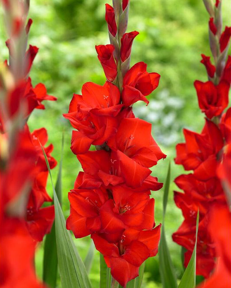 Plantogallery Gladiolus Kantiman Top Size Flower Bulbs (Dark Red)