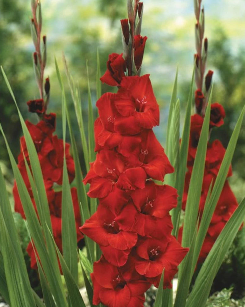 Plantogallery Gladiolus Kantiman Top Size Flower Bulbs (Dark Red)