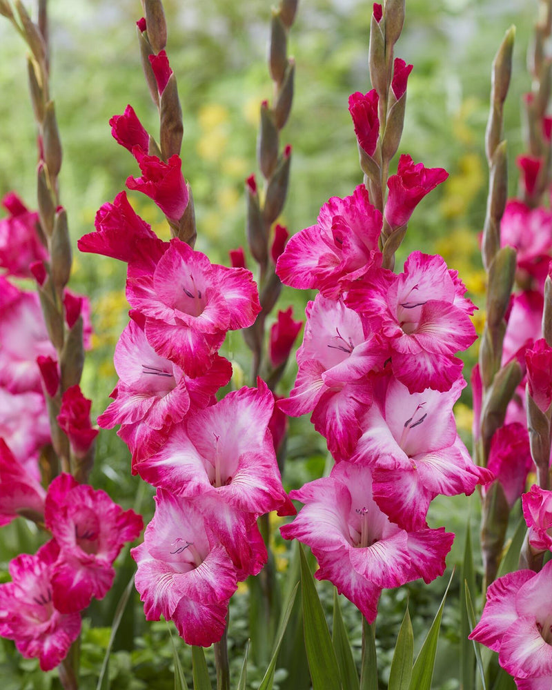 Plantogallery Gladiolus Madam Top Size Flower Bulbs (Biocolor)