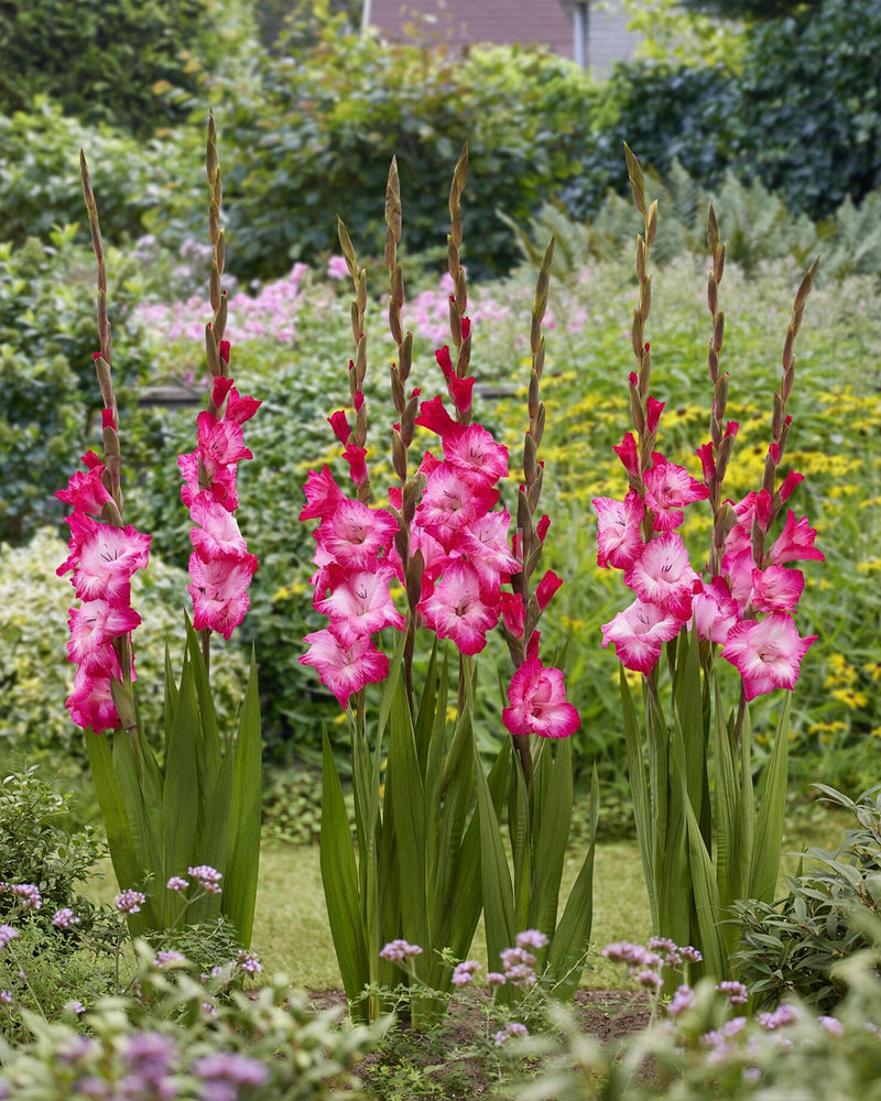 Plantogallery Gladiolus Madam Top Size Flower Bulbs (Biocolor)