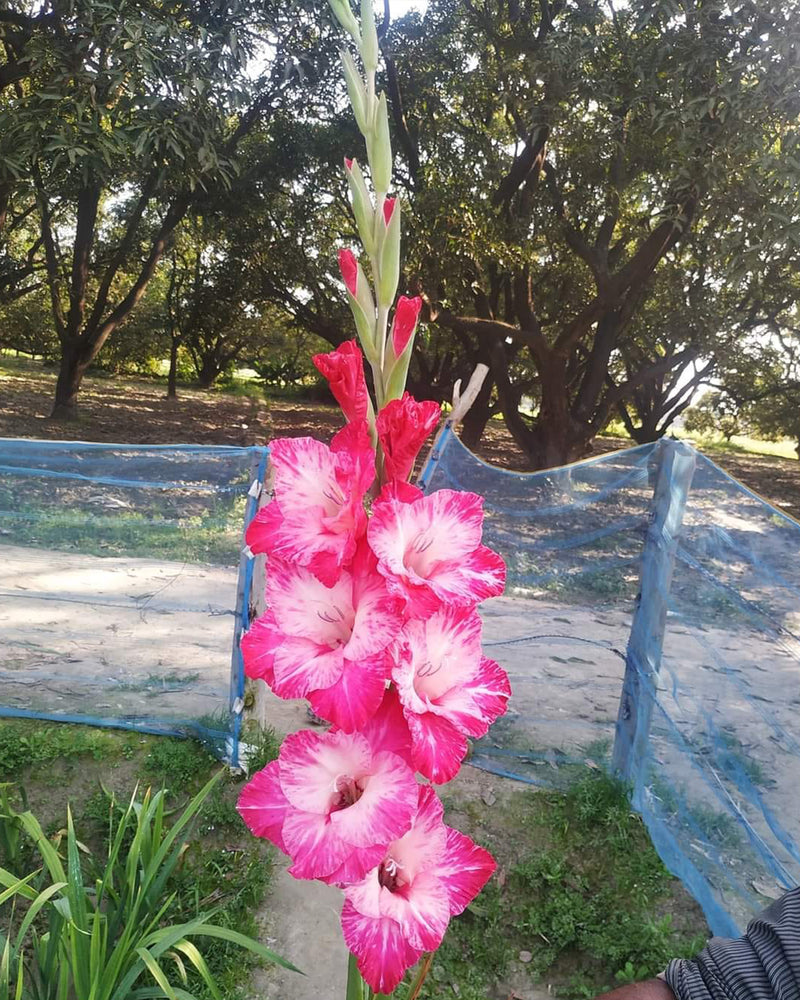 Plantogallery Gladiolus Madam Top Size Flower Bulbs (Biocolor)