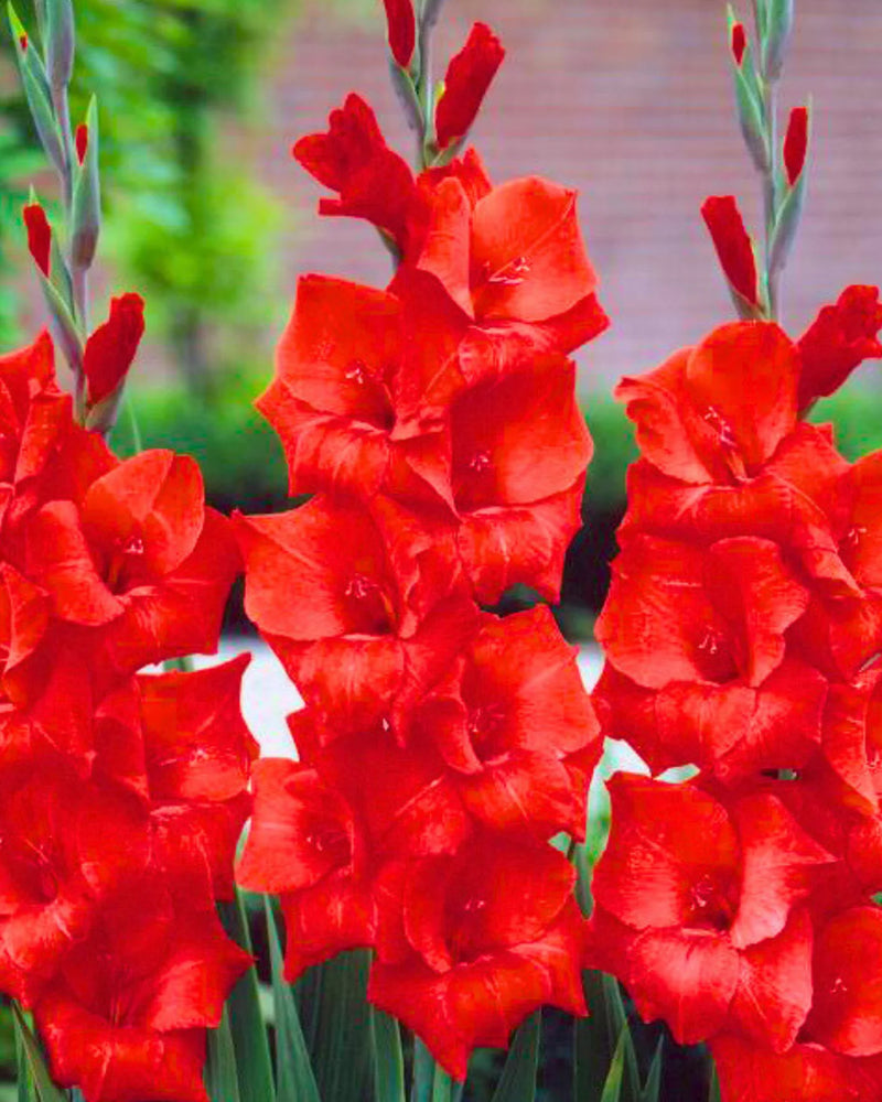 Plantogallery Gladiolus Interplate Top Size Flower Bulbs (Pure Red)