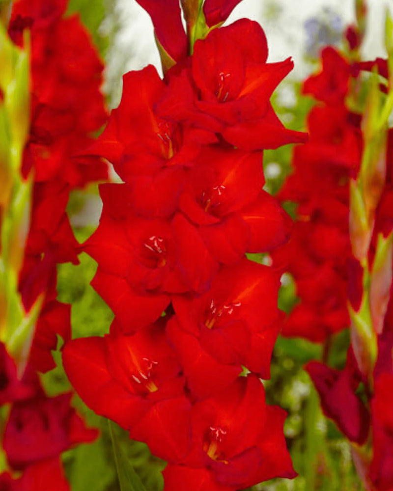 Plantogallery Gladiolus Interplate Top Size Flower Bulbs (Pure Red)