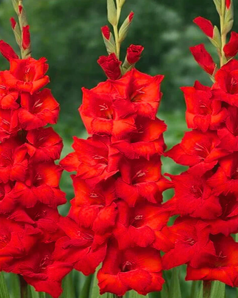 Plantogallery Gladiolus Interplate Top Size Flower Bulbs (Pure Red)