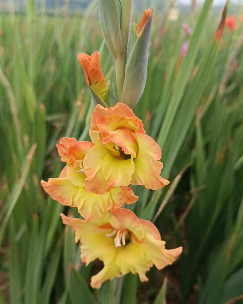 Plantogallery Gladiolus Surenoor Top Size Flower Bulbs (Biocolor)