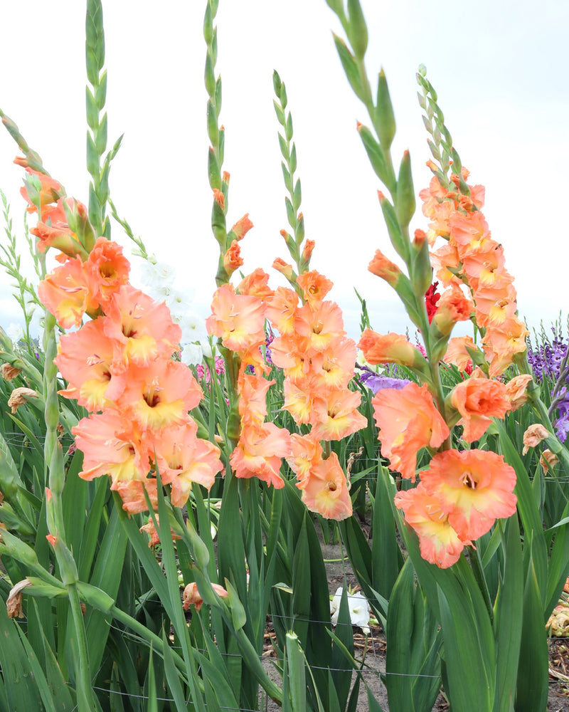 Plantogallery Gladiolus Surenoor Top Size Flower Bulbs (Biocolor)