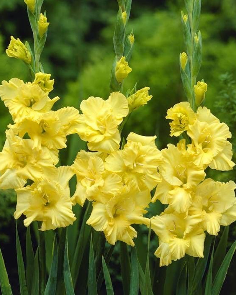 Plantogallery Gladiolus yellow Stone Top Size Flower Bulbs (Yellow)