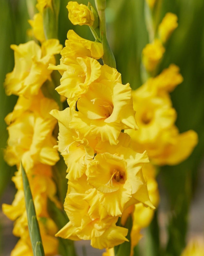 Plantogallery Gladiolus yellow Stone Top Size Flower Bulbs (Yellow)