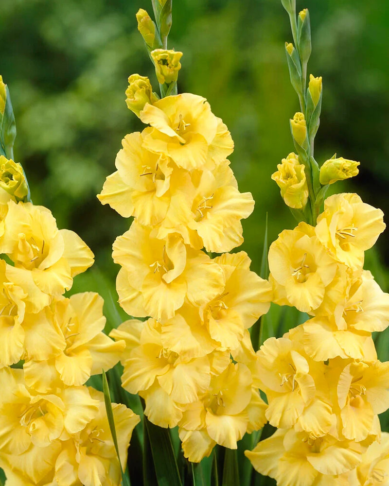 Plantogallery Gladiolus yellow Stone Top Size Flower Bulbs (Yellow)