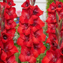 Gladiolus Flower Bulbs For All Season Gardening