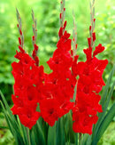 Gladiolus Flower Bulbs For All Season Gardening