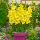 Gladiolus Flower Bulbs For All Season Gardening