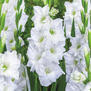 Gladiolus Flower Bulbs For All Season Gardening