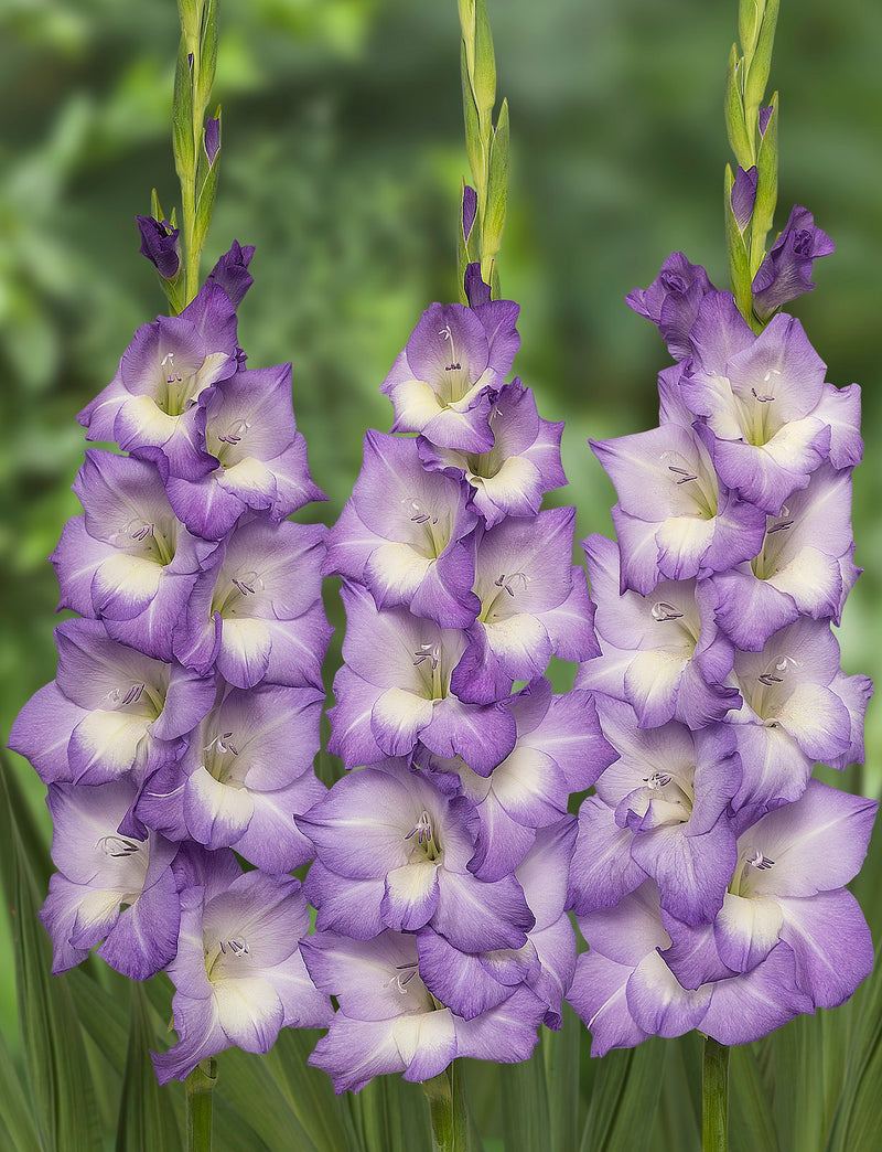 Plantogallery Gladiolus Blue Storm Imported Flower Bulbs Size 10+