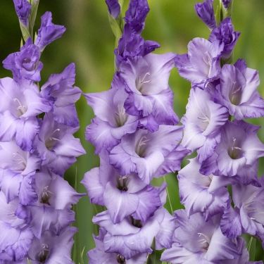Plantogallery Gladiolus Blue Storm Imported Flower Bulbs Size 10+