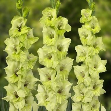 Plantogallery Gladiolus Bowie Imported Flower Bulbs Size 10/12