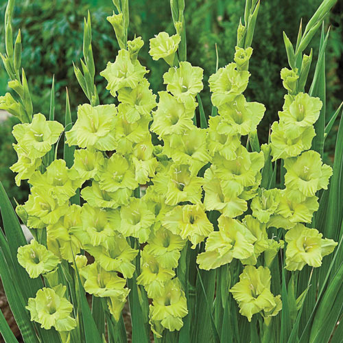 Plantogallery Gladiolus Bowie Imported Flower Bulbs Size 10/12