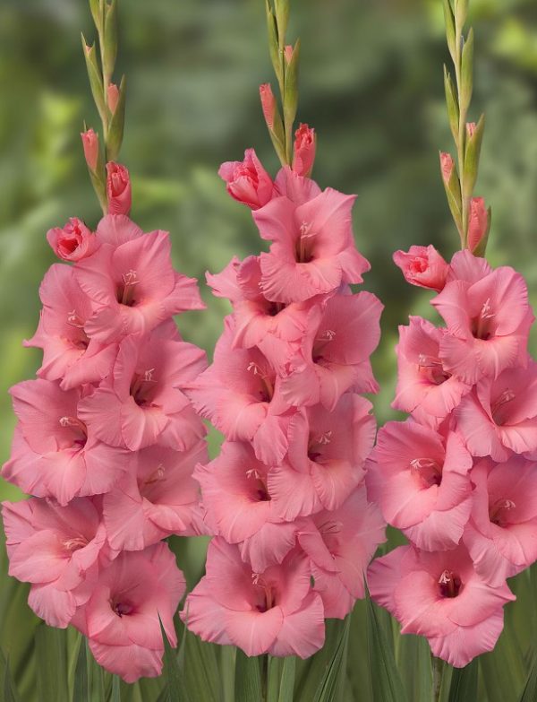 Plantogallery Gladiolus Fortarosa Imported Flower Bulbs Size 10/12