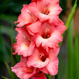 Plantogallery Gladiolus Fortarosa Imported Flower Bulbs Size 10/12