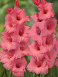 Plantogallery Gladiolus Fortarosa Imported Flower Bulbs Size 10/12