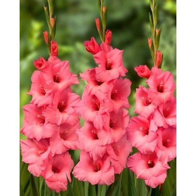 Plantogallery Gladiolus Fortarosa Imported Flower Bulbs Size 10/12