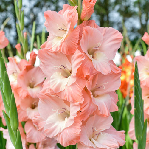 Plantogallery Gladiolus Karma Imported Flower Bulbs Size 10/12