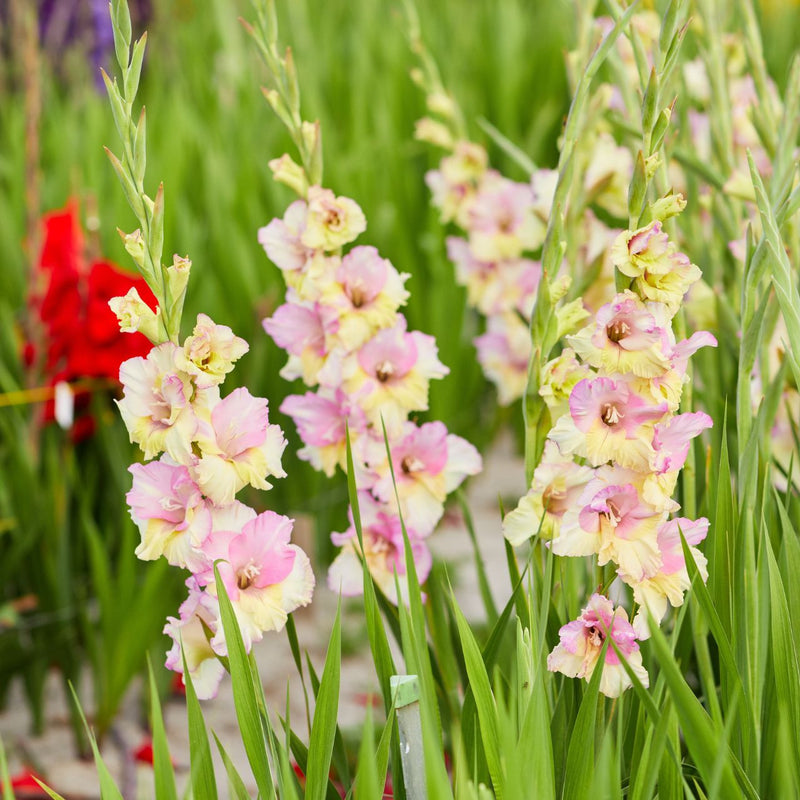 Plantogallery Gladiolus Mon Amour Imported Flower Bulbs Size 10/12