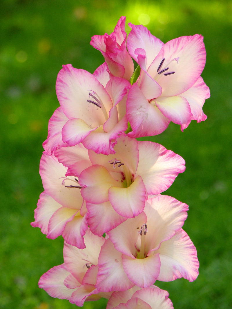 Plantogallery Gladiolus Pricilla Imported Flower Bulbs Size 10/12