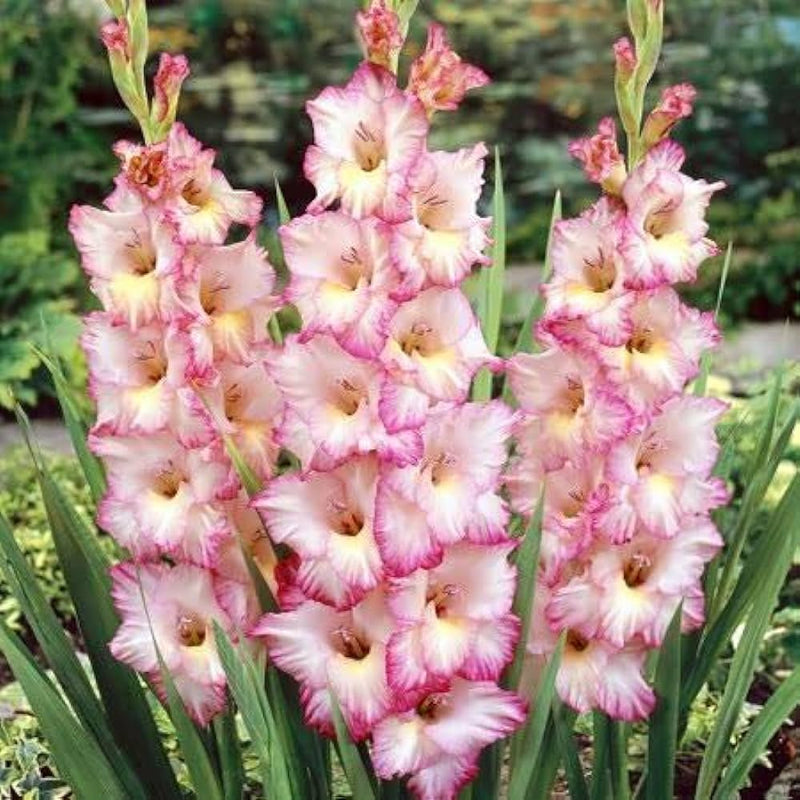 Plantogallery Gladiolus Pricilla Imported Flower Bulbs Size 10/12