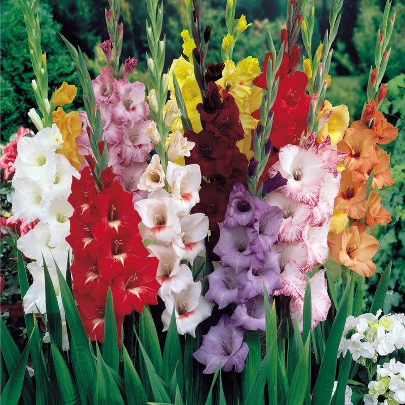 Plantogallery Gladiolus Indian Mix Flower Bulbs Size (Std)