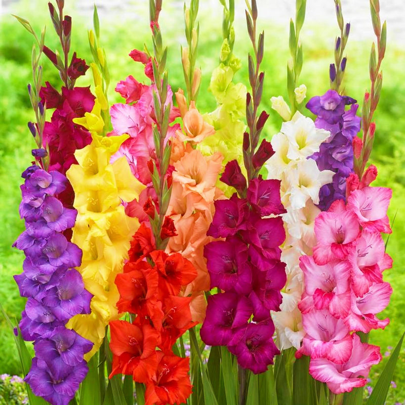 Plantogallery Gladiolus Indian Mix Flower Bulbs Size (Std)