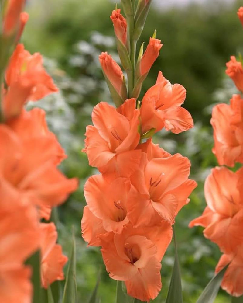 Plantogallery Gladiolus Orange Flower Bulbs Size (Std)