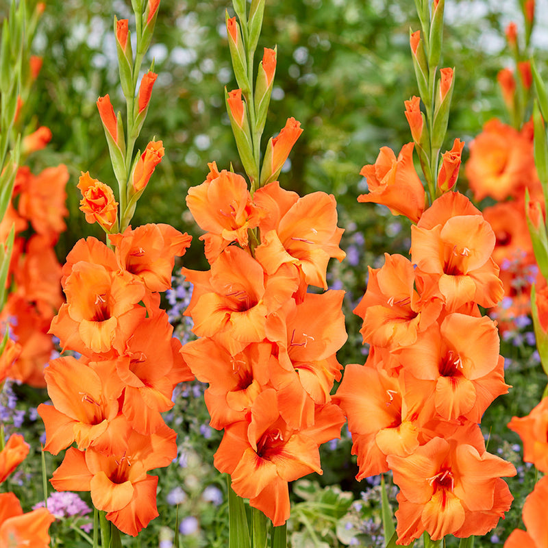 Plantogallery Gladiolus Orange Flower Bulbs Size (Std)