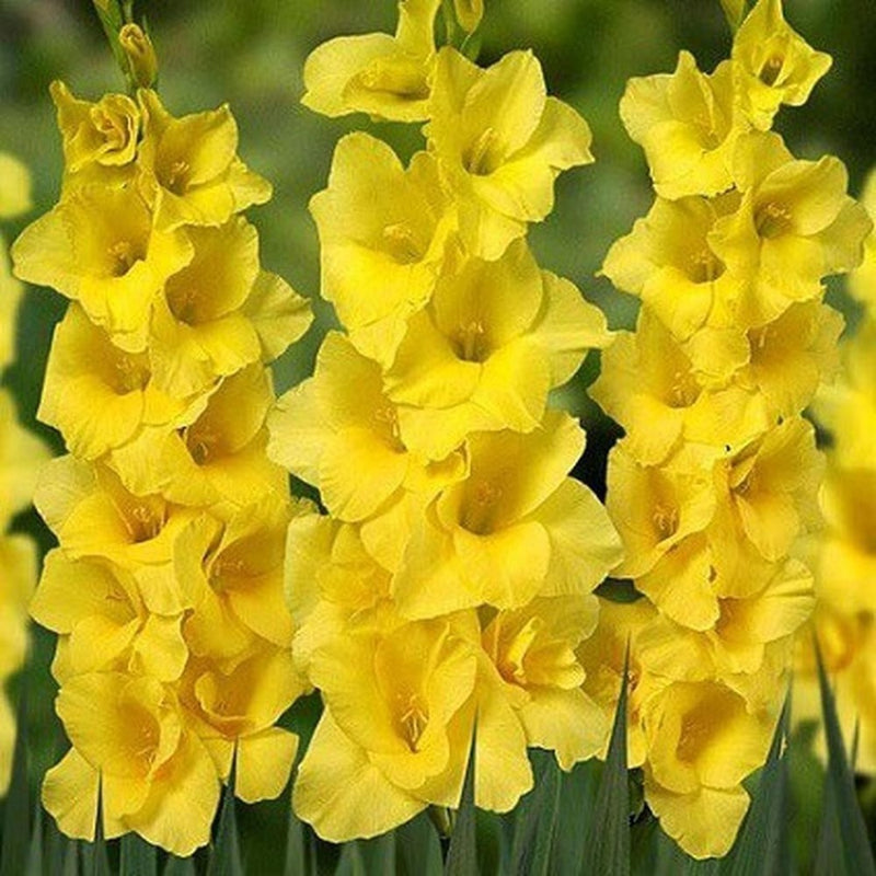 Plantogallery Gladiolus Yellow Flower Bulbs Size (Std)