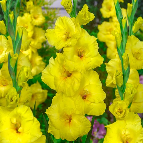 Plantogallery Gladiolus Yellow Flower Bulbs Size (Std)