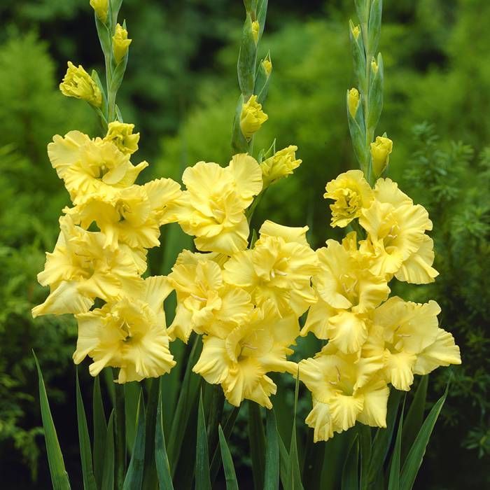 Plantogallery Gladiolus Yellow Flower Bulbs Size (Std)