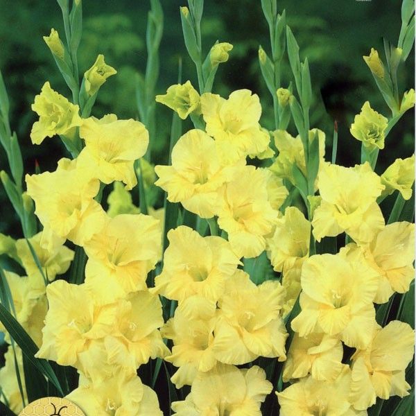 Plantogallery Gladiolus Yellow Flower Bulbs Size (Std)