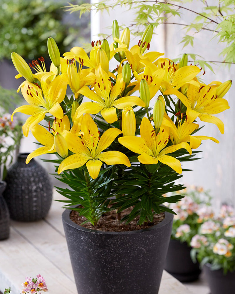 Plantogallery Pot Lilium Dwarf Variety "Golden Matrix" (Golden Yellow)