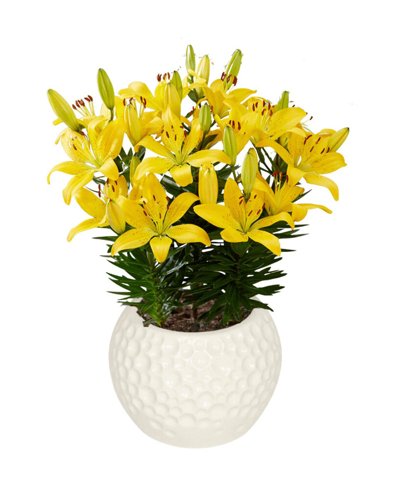 Plantogallery Pot Lilium Dwarf Variety "Golden Matrix" (Golden Yellow)