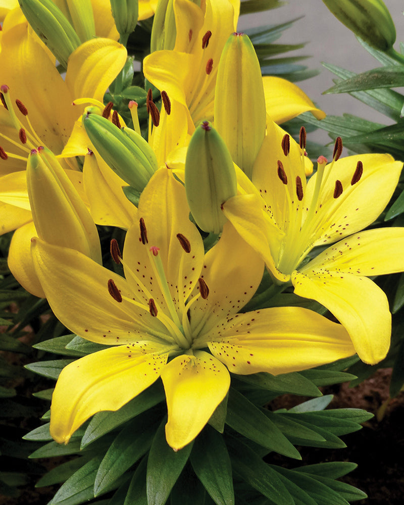 Plantogallery Pot Lilium Dwarf Variety "Golden Matrix" (Golden Yellow)