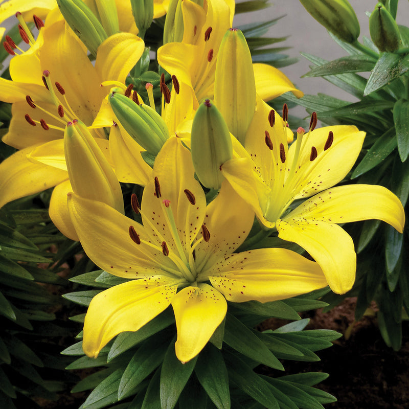 Plantogallery Pot Lilium Dwarf Variety "Golden Matrix" (Golden Yellow)