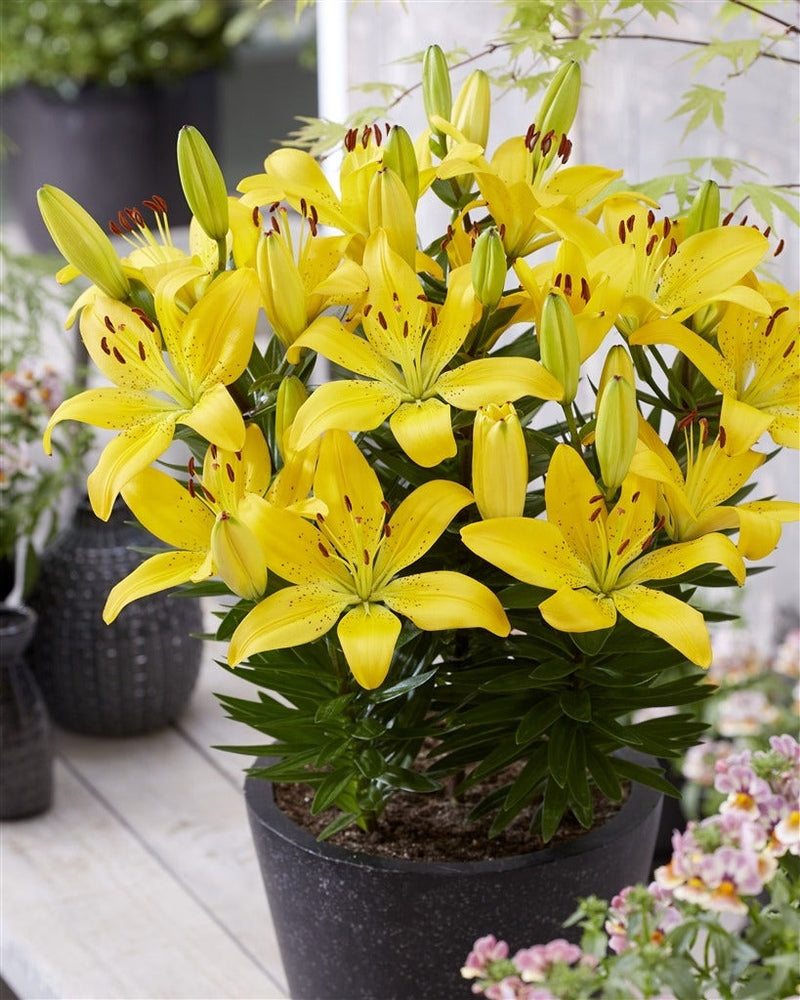 Plantogallery Pot Lilium Dwarf Variety "Golden Matrix" (Golden Yellow)