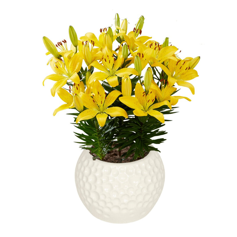 Plantogallery Pot Lilium Dwarf Variety "Golden Matrix" (Golden Yellow)