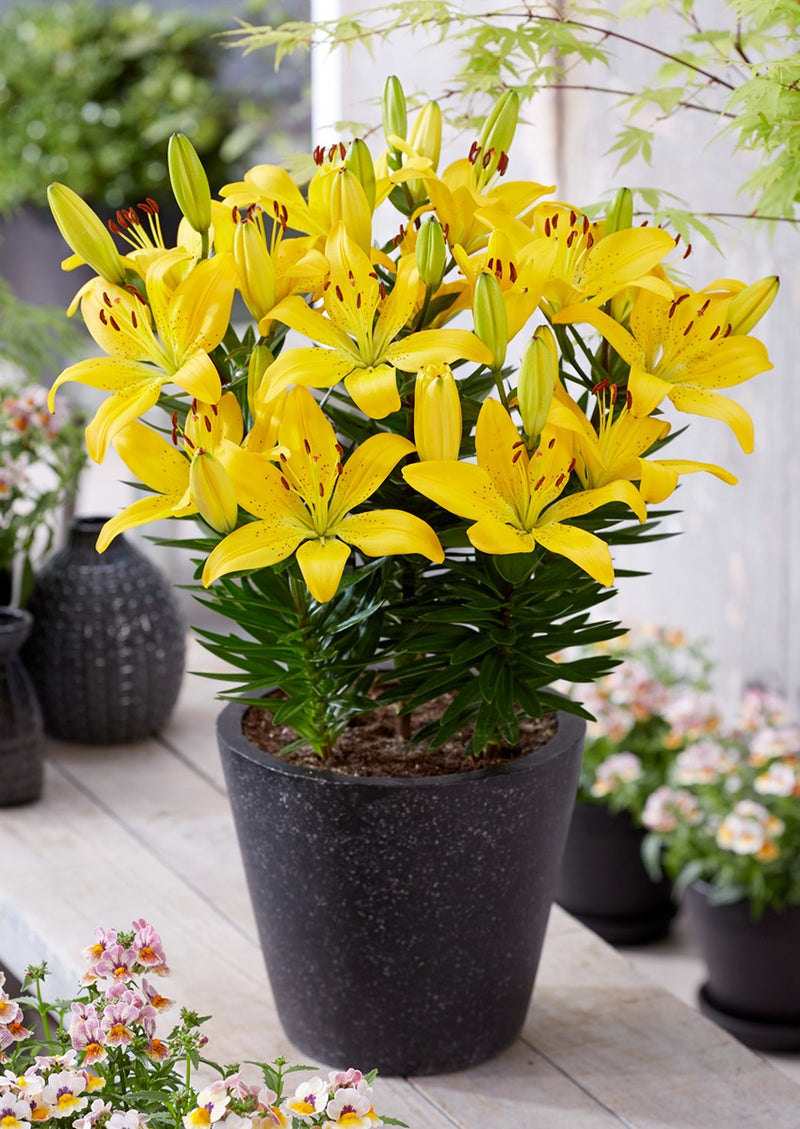 Plantogallery Pot Lilium Dwarf Variety "Golden Matrix" (Golden Yellow)