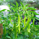 Hari Mirch - Green Chilli Vegetable Seeds for Kitchen Garden - Pack of 50 Seeds